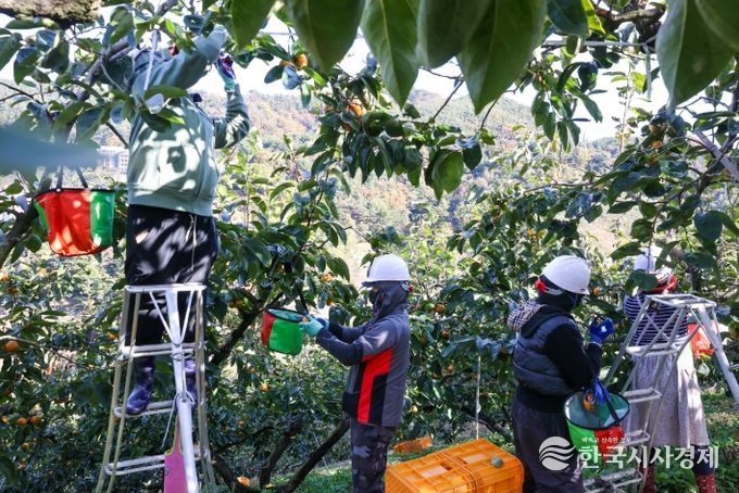 “수확철 넘어짐·미끄러짐·떨어짐 주의하세요”