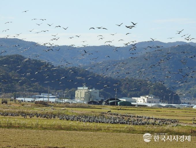 순천만 전봇대 뽑자, 귀한 황새도 찾아와 생태 회복력 입증