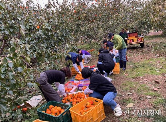 고성군청·영현면 직원, 대봉감 수확 일손 돕기