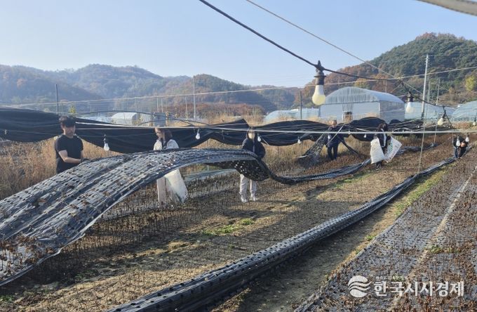 금산군청 재무과 농촌일손돕기 모습