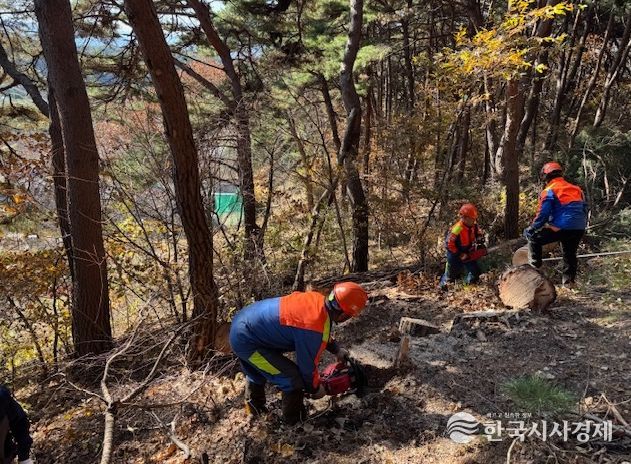 ‘소나무재선충병 확산 막아라’ 춘천시 방제 총력전