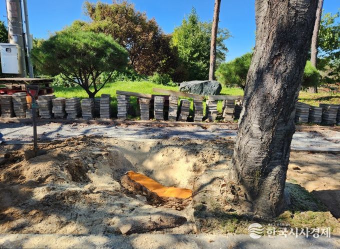 가로수 돌출 뿌리 정비사업