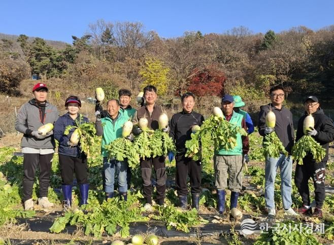 광주시 탄벌동 새마을회, ‘사랑의 무’ 1천200㎏ 수확…이웃사랑 실천