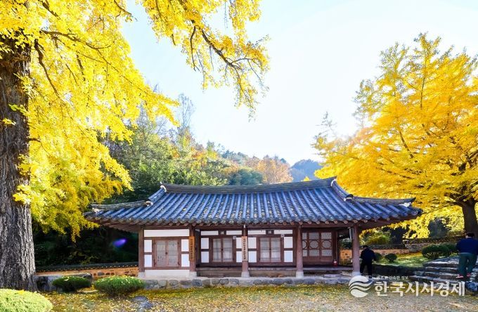 황금빛 은행잎과 어우러진 고즈넉한 가을 풍경