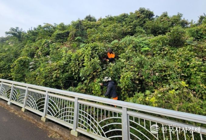 덩굴 제거 사업