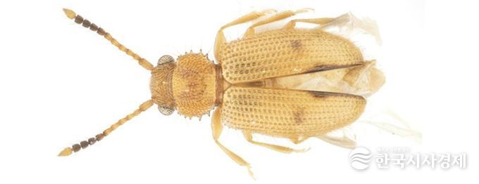 제주도에서 발견된 닮은모래가는납작벌레 사진.