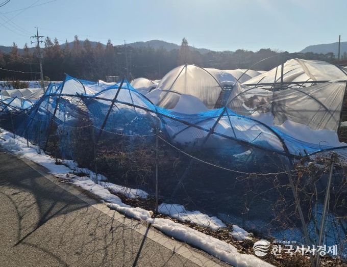 안성시, 올겨울 대설 대비, 차광·방조망 정리로 피해 예방하세요