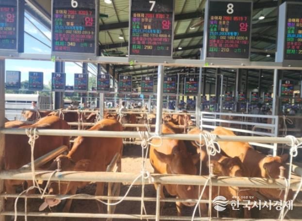 해남군, 한우 집에서도 사세요~! 스마트 가축경매시장 호응