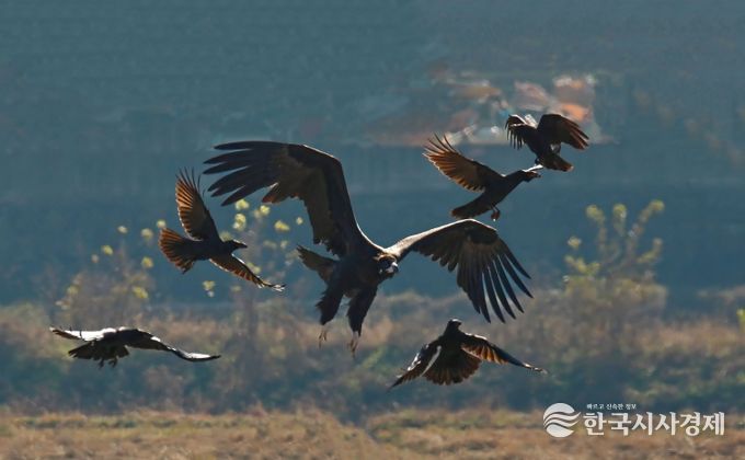 김해시, 겨울철새 먹이주기로 화포천습지 보전 강화-독수리