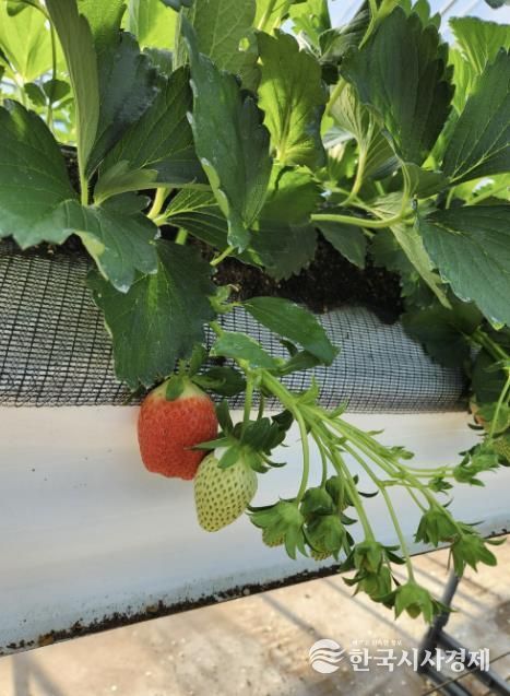 봉화군, 12월 상순부터 고품질‘봉화 딸기’본격 출하