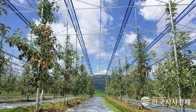 보은군, 스마트 과수원 특화단지 조성 공모사업 선정...충북 최초 스마트 과수원 특화단지 조성