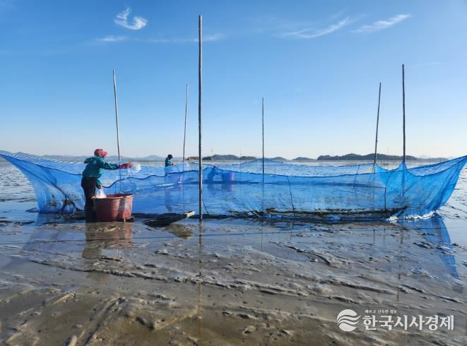가리맛조개 종자, 살포 사진