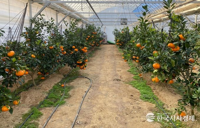 청주시, 레드향 첫 출하… 아열대작물 재배 가능성 확인