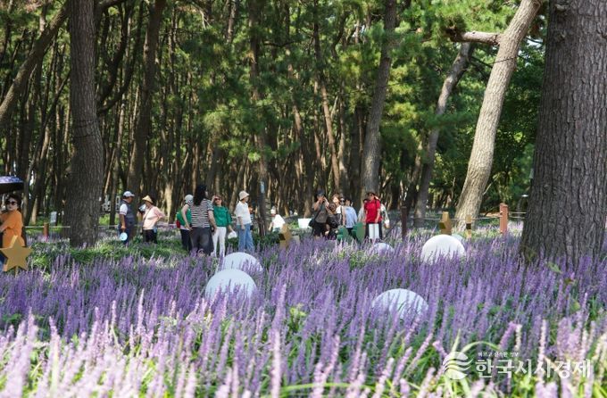 서천군 ‘장항 맥문동 꽃 축제’, 2년 연속 충남도 ‘명품 축제’ 선정