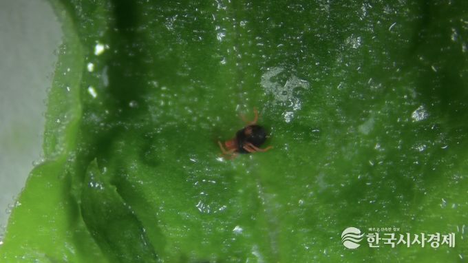 시금치 보리응애 정밀 예찰 및 방제 당부