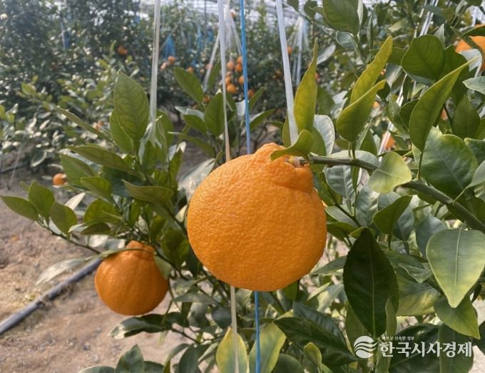 포항시에서 재배한 아열대 과수작물 한라봉