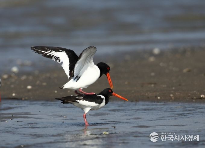 남해군관광협의회,‘이달의 남해’ 홍보