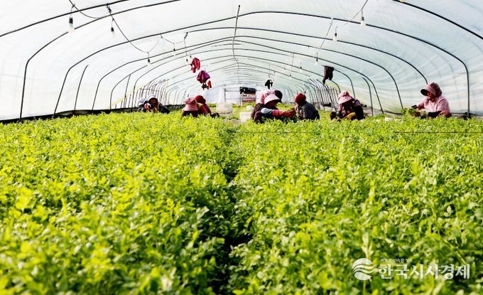 밭미나리 수확 한창