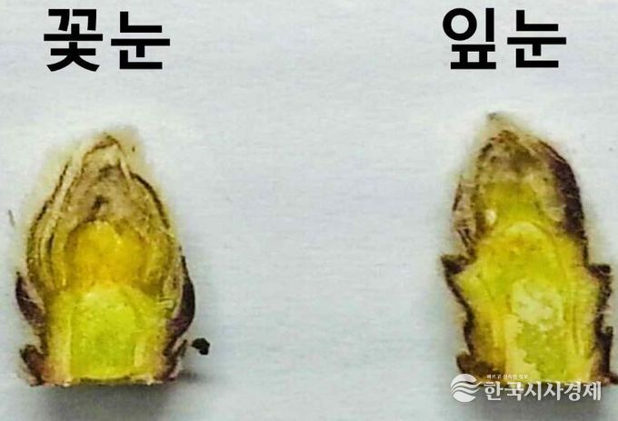 안동시, 올해 사과농사 준비는 꽃눈 충실 여부 확인이 먼저!