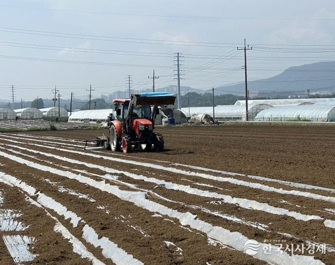 배추 씨스트선충 약제 방제 사진