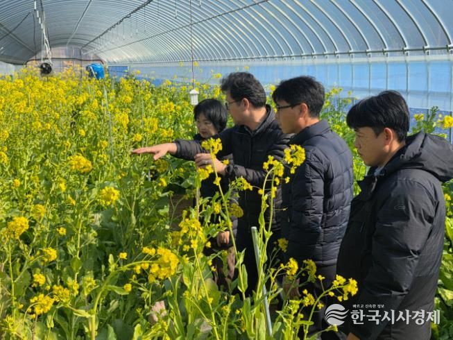 강진군 농업기술센터 직원들이 강진청자축제장에 조성한 유채꽃밭을 살펴보고 있다.
