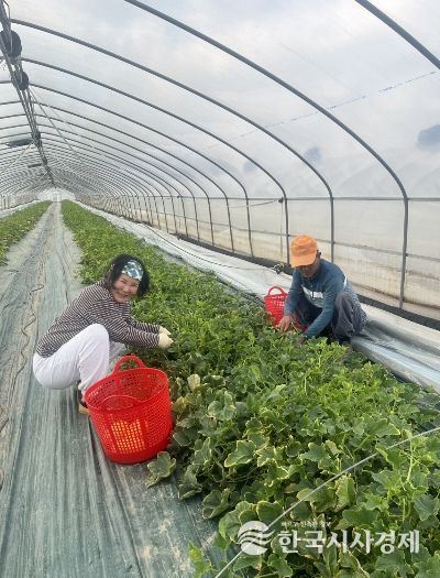 다산참외 첫출하