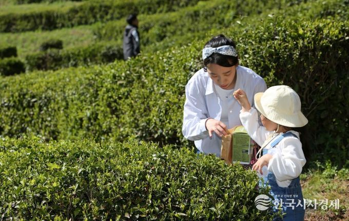 보성군, 제49회 보성다향대축제 5월 1~5일 개최_다향대축제에서 찻잎따기 체험을 하고 있다