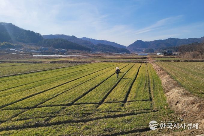 보성군, 맥류 생육 재생기 시작! 요소 웃거름 시비 당부_맥류 웃거름을 살포하고 있다