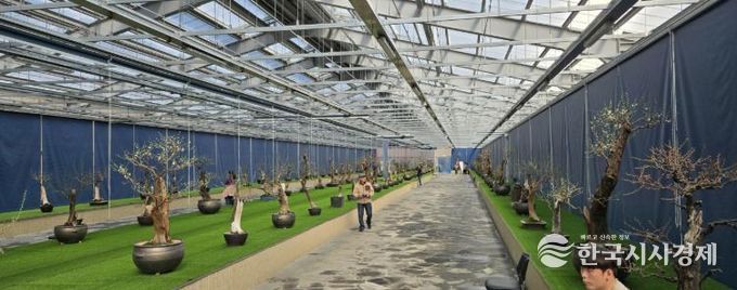 한국선비매화공원 분매원에 매화 분재들이 전시된 모습