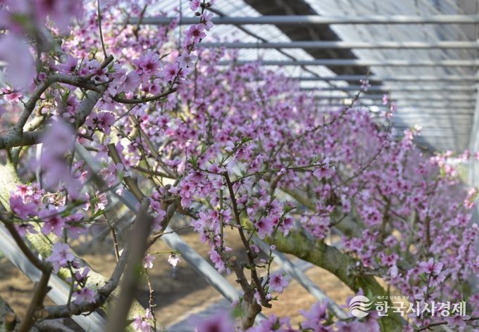 봄 소식을 전하는 복사꽃 만개!