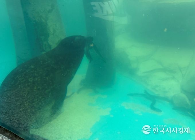 물범-장어사냥