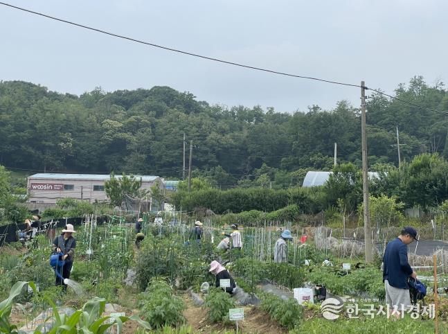지난해 주말농장 참여자들이 농업 체험을 하고 있다.