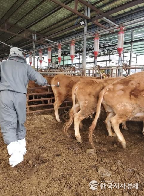 보은군, 구제역 확산 차단 위해 상반기 일제접종 앞당겨 실시