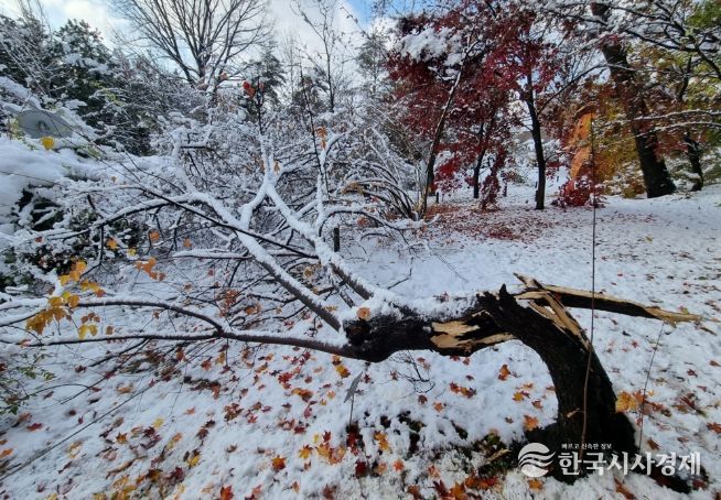 폭설로 나무줄기(수간)가 부러진 신나무