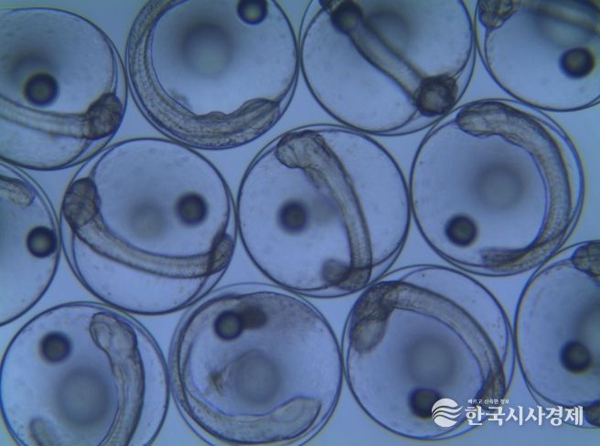 보급 직전 수정란 상태