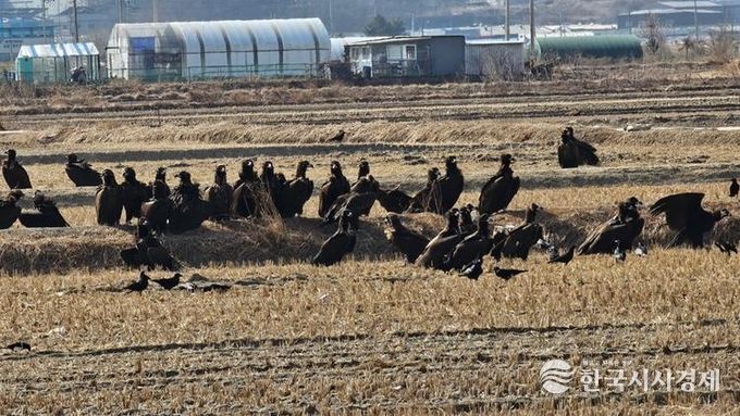 ‘파주 독수리 식당’ 생태여행 성황리 종료