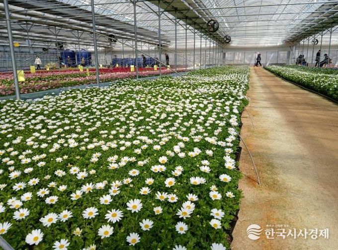 여월꽃양묘장에 식재된 비올라 모습