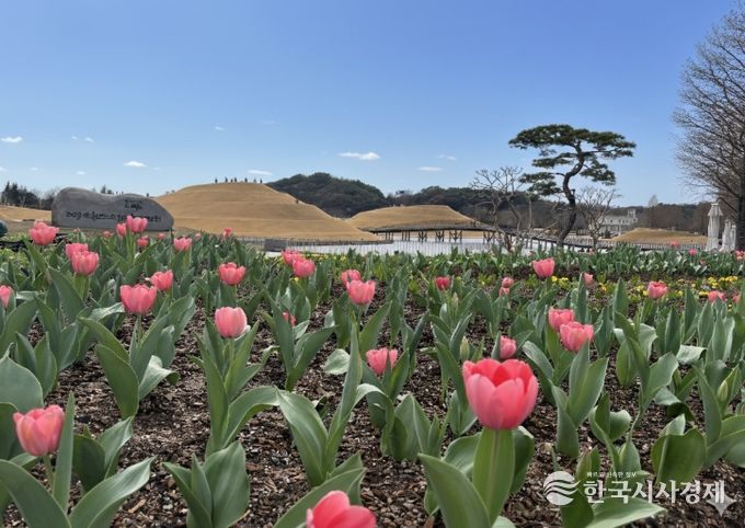 ‘첫 튤립 꽃잔치’로 가장 먼저 봄을 열다