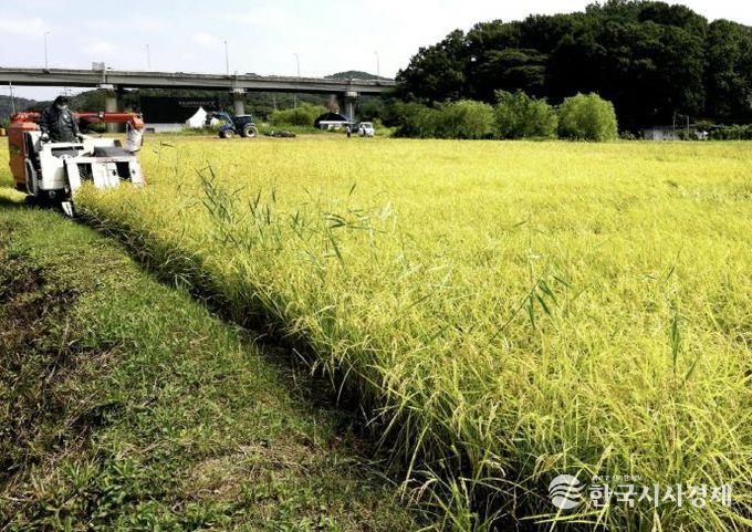 조생종 벼베기 현장
