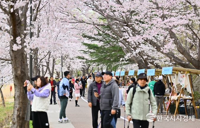 속초시, 2026 영랑호 벚꽃축제 먹거리·플리마켓 참가자 공개 모집