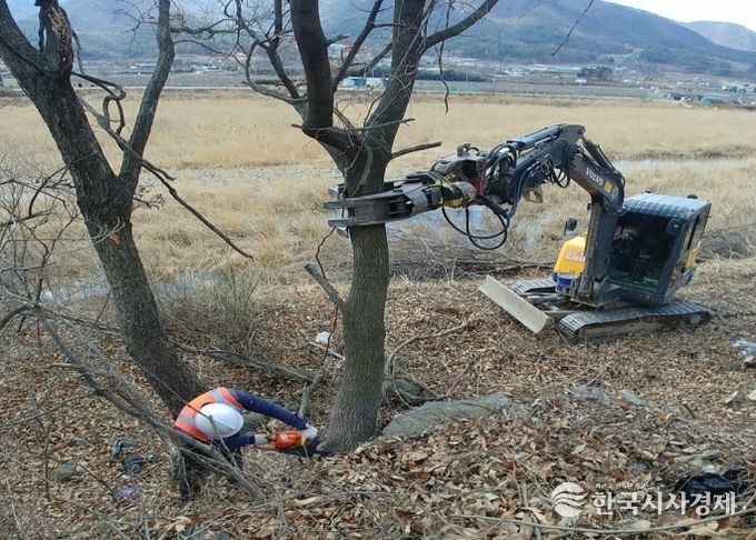 지방하천에서 유수지장목 제거중인 모습.