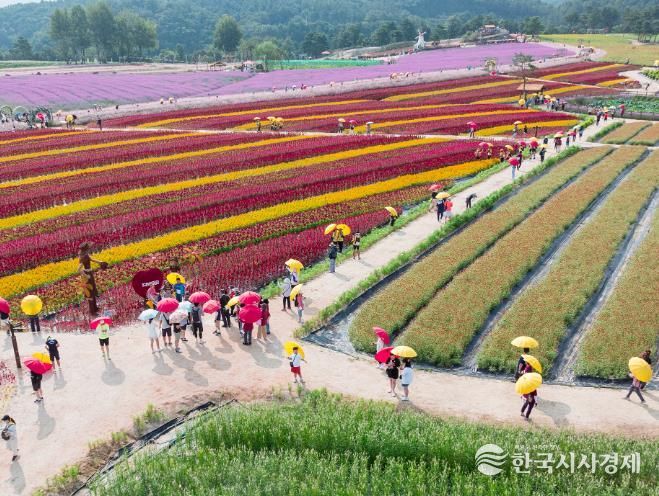 철원관광 꽃밭 인파