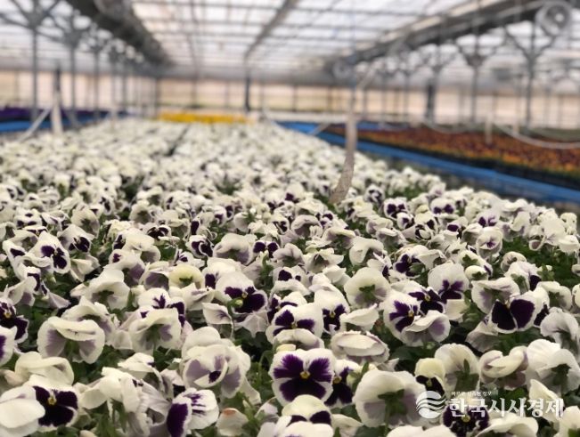 ‘전주, 다시 봄’ 10만 송이 꽃으로 물드는 전주!