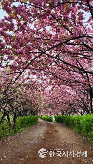 완산공원 꽃동산 방문객 맞이 채비 ‘착착’