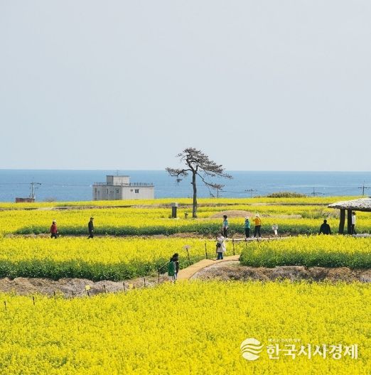 포항 호미반도 유채꽃 단지 조성