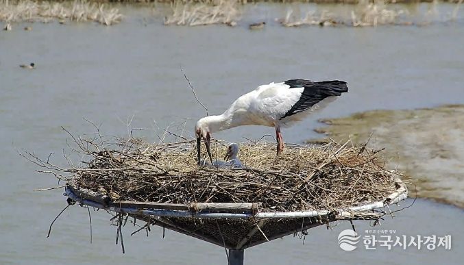 서산버드랜드 황새 부부가 새끼를 양육하는 모습