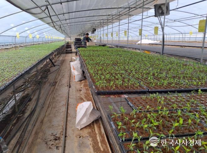 서천군, 고추 육묘농가에 칼라병 매개 총채벌레 방제 당부
