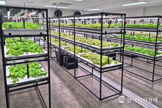 노인일자리 스마트팜 ‘우영뜨락’