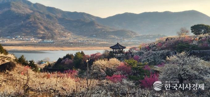 제25회 광양매화축제, 매화 만개 속 방문객 발길