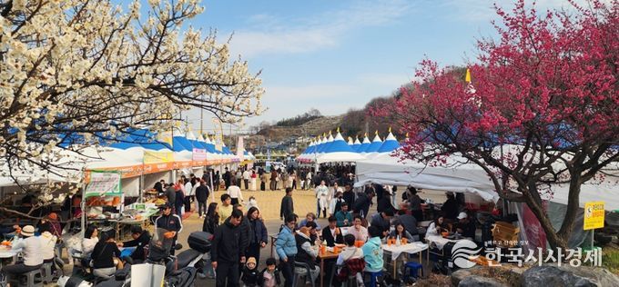 하루 13만 명 몰렸다… 광양매화축제, 유료화 이후 최대 인파